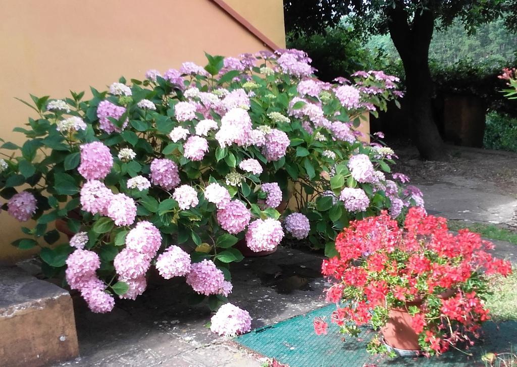 Agriturismo Poggio Al Tesoro Crespina Extérieur photo